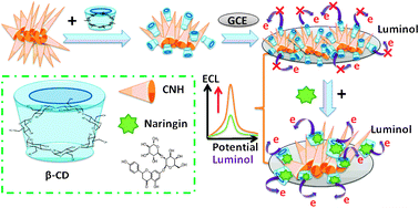 Graphical abstract: A highly sensitive and selective sensing ECL platform for naringin based on β-Cyclodextrin functionalized carbon nanohorns