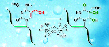 Graphical abstract: 5-Hydroxymethylcytosine-selective oxidation with peroxotungstate