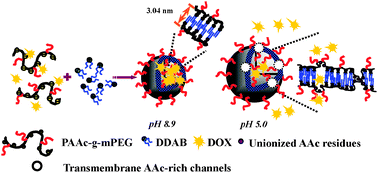 Graphical abstract: Novel hybrid vesicles co-assembled from a cationic lipid and PAAc-g-mPEG with pH-triggered transmembrane channels for controlled drug release