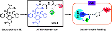 Graphical abstract: Proteome profiling reveals potential cellular targets of staurosporine using a clickable cell-permeable probe