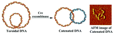 Graphical abstract: Design and synthesis of catenated rings based on toroidal DNA structures