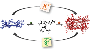 Graphical abstract: Metallo-responsive switching between hexadecameric and octameric supramolecular G-quadruplexes