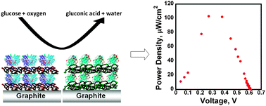 Graphical abstract: A membrane-less enzymatic fuel cell with layer-by-layer assembly of redox polymer and enzyme over graphite electrodes