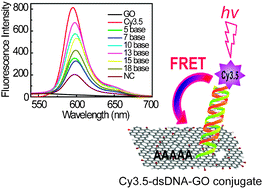 Graphical abstract: The photoluminescent graphene oxide serves as an acceptor rather than a donor in the fluorescence resonance energy transfer pair of Cy3.5–graphene oxide