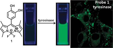 Graphical abstract: Visualization of tyrosinase activity in melanoma cells by a BODIPY-based fluorescent probe