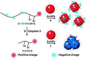 Graphical abstract: Colorimetric detection of apoptosis based on caspase-3 activity assay using unmodified gold nanoparticles