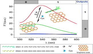 Graphical abstract: Design of a dual-output fluorescent DNA logic gate and detection of silver ions and cysteine based on graphene oxide