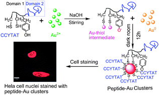 Graphical abstract: Bifunctional peptides that precisely biomineralize Au clusters and specifically stain cell nuclei