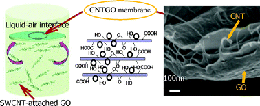 Graphical abstract: Hybridization of graphene oxide and carbon nanotubes at the liquid/air interface
