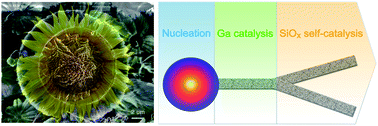 Graphical abstract: Self-catalysis induced three-dimensional SiOx nanostructures