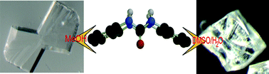 Graphical abstract: A bis-urea naphthalene macrocycle displaying two crystal structures with parallel ureas