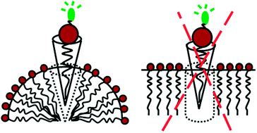 Graphical abstract: Distribution of BODIPY-labelled phosphatidylethanolamines in lipid bilayers exhibiting different curvatures
