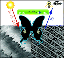 Graphical abstract: Hydrogen evolution via sunlight water splitting on an artificial butterfly wing architecture