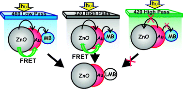 Graphical abstract: Photoselective excited state dynamics in ZnO–Au nanocomposites and their implications in photocatalysis and dye-sensitized solar cells