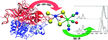 Graphical abstract: Insights into the structure of the active site of the O2-tolerant membrane bound [NiFe] hydrogenase of R. eutrophaH16 by molecular modelling
