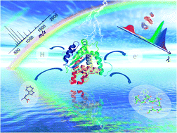 Graphical abstract: Visible and ultraviolet spectroscopy of gas phase protein ions