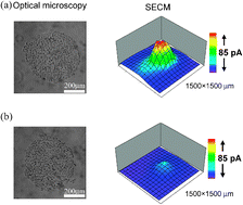 Graphical abstract: Electrochemical detection of receptor-mediated endocytosis by scanning electrochemical microscopy