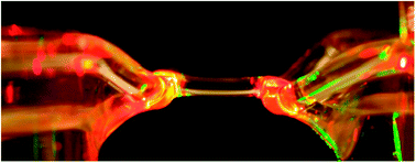 Graphical abstract: Ultrafast vibrational energy relaxation of the water bridge