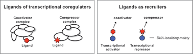 Graphical abstract: Transforming ligands into transcriptional regulators: building blocks for bifunctional molecules