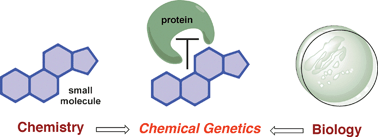 Graphical abstract: Chemical genetics