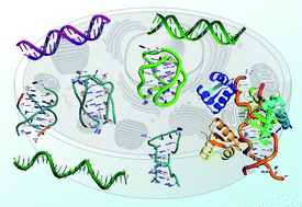 Graphical abstract: Conformational changes of non-B DNA