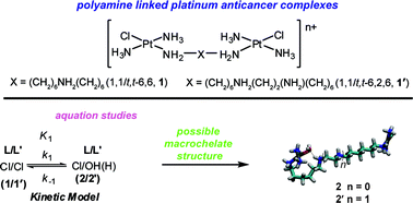 Graphical abstract: Solution studies of dinuclear polyamine-linked platinum-based antitumour complexes
