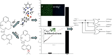 Graphical abstract: A versatile water soluble fluorescent probe for ratiometric sensing of Hg2+ and bovine serum albumin