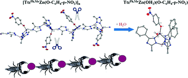 Graphical abstract: Zinc complexes of TtzR,Me with O and S donors reveal differences between Tp and Ttz ligands: acid stability and binding to H or an additional metal (TtzR,Me = tris(3-R-5-methyl-1,2,4-triazolyl)borate; R = Ph, tBu)
