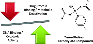 Graphical abstract: Modulation of drug activation profiles through carboxylate ligand modification in cytotoxic trans-platinum planar amine compounds