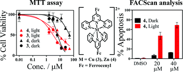 Graphical abstract: Impact of metal on the DNA photocleavage activity and cytotoxicity of ferrocenyl terpyridine 3d metal complexes
