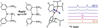 Graphical abstract: Experimental and computational exploration of the dynamic behavior of (PNP)BF2, a boron compound supported by an amido/bis(phosphine) pincer ligand