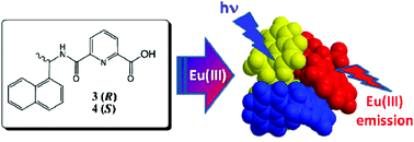 Graphical abstract: Lanthanide directed self-assembly synthesis and photophysical evaluation of chiral Eu(iii) luminescent “half-helicates”
