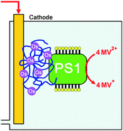 Graphical abstract: Photocurrent generation by photosystem 1 integrated in crosslinked redox hydrogels