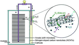 Graphical abstract: Nitrogen-doped carbon nanotubes as efficient and durable metal-free cathodic catalysts for oxygen reduction in microbial fuel cells