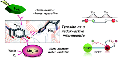 Graphical abstract: Proton-coupled electron transfer of tyrosines in Photosystem II and model systems for artificial photosynthesis: the role of a redox-active link between catalyst and photosensitizer