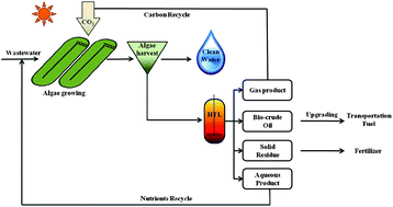 Graphical abstract: Distributions of carbon and nitrogen in the products from hydrothermal liquefaction of low-lipid microalgae