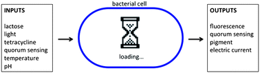 Graphical abstract: Bacteria-based biocomputing with Cellular Computing Circuits to sense, decide, signal, and act