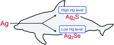 Graphical abstract: Silver speciation in liver of marine mammals by synchrotron X-ray absorption fine structure and X-ray fluorescence spectroscopies