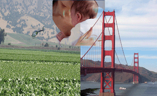 Graphical abstract: A pilot study of pesticides and PCBs in the breast milk of women residing in urban and agricultural communities of California
