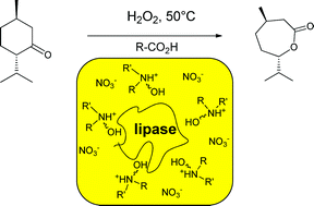 Graphical abstract: Epoxidation and Baeyer–Villiger oxidation using hydrogen peroxide and a lipase dissolved in ionic liquids