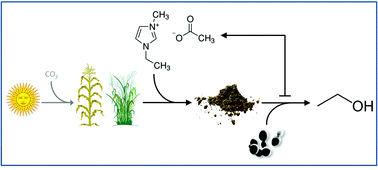 Graphical abstract: Impact of ionic liquid pretreated plant biomass on Saccharomyces cerevisiae growth and biofuel production
