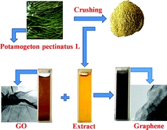 Graphical abstract: From graphite oxide to highly water dispersible functionalized graphene by single step plant extract-induced deoxygenation
