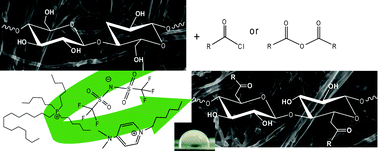 Graphical abstract: Surface hydrophobization of bacterial and vegetable cellulose fibers using ionic liquids as solvent media and catalysts