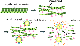 Graphical abstract: Direct bioethanol production from cellulose by the combination of cellulase-displaying yeast and ionic liquid pretreatment