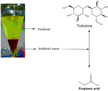 Graphical abstract: Suitability of crude glycerol obtained from biodiesel waste for the production of trehalose and propionic acid