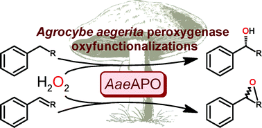Graphical abstract: Stereoselective benzylic hydroxylation of alkylbenzenes and epoxidation of styrene derivatives catalyzed by the peroxygenase of Agrocybe aegerita