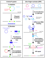Graphical abstract: Technical advances to genetically engineering human embryonic stem cells