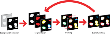 Graphical abstract: Automated tracking in live-cell time-lapse movies