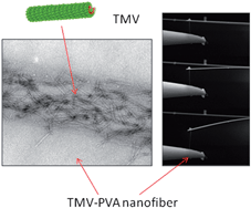 Graphical abstract: Electrospinning fabrication, structural and mechanical characterization of rod-like virus-based composite nanofibers