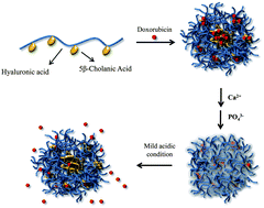 Graphical abstract: Mineralized hyaluronic acid nanoparticles as a robust drug carrier